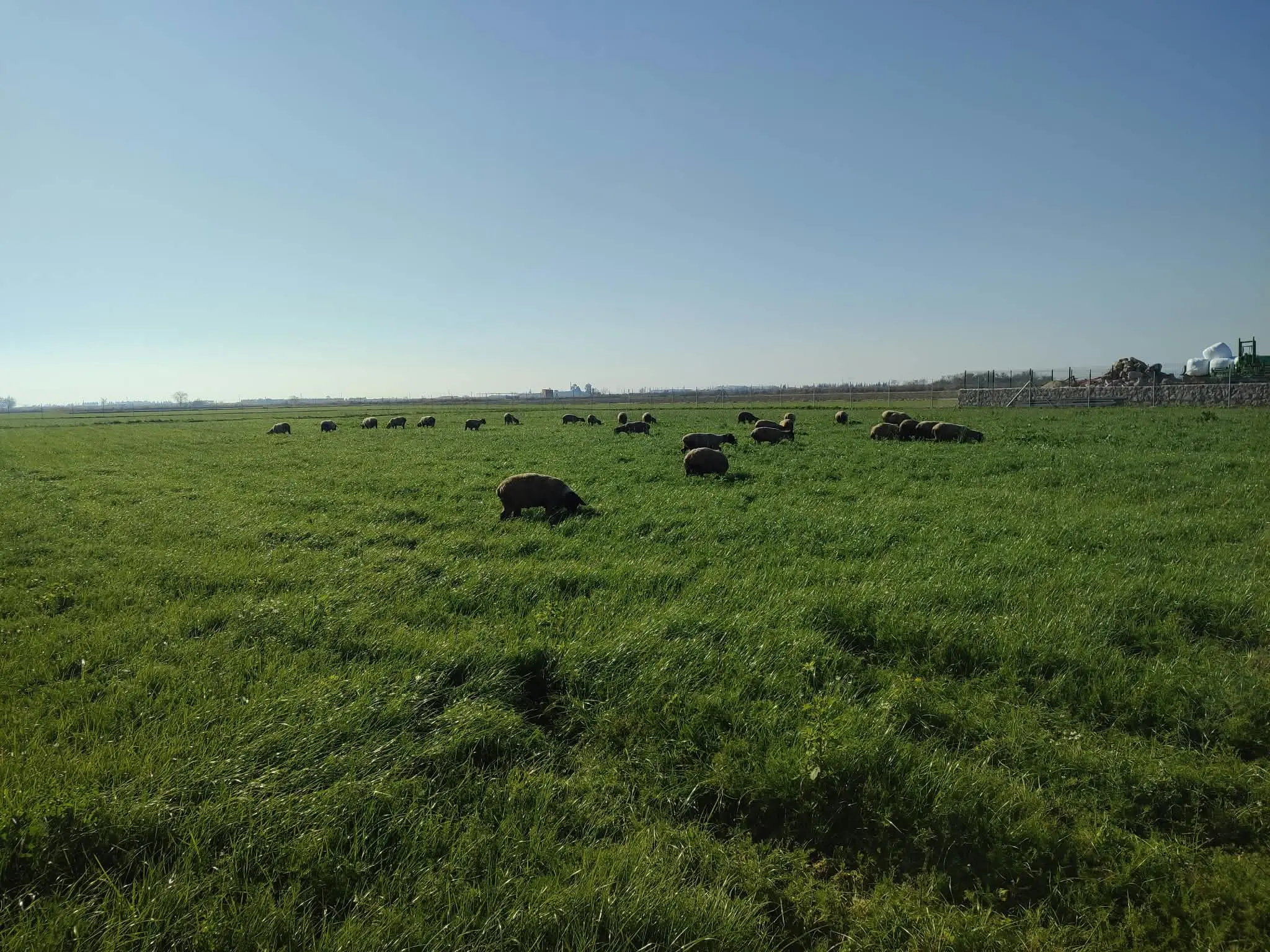 Geniş yeşil arazide otlayan Suffolk koyunları