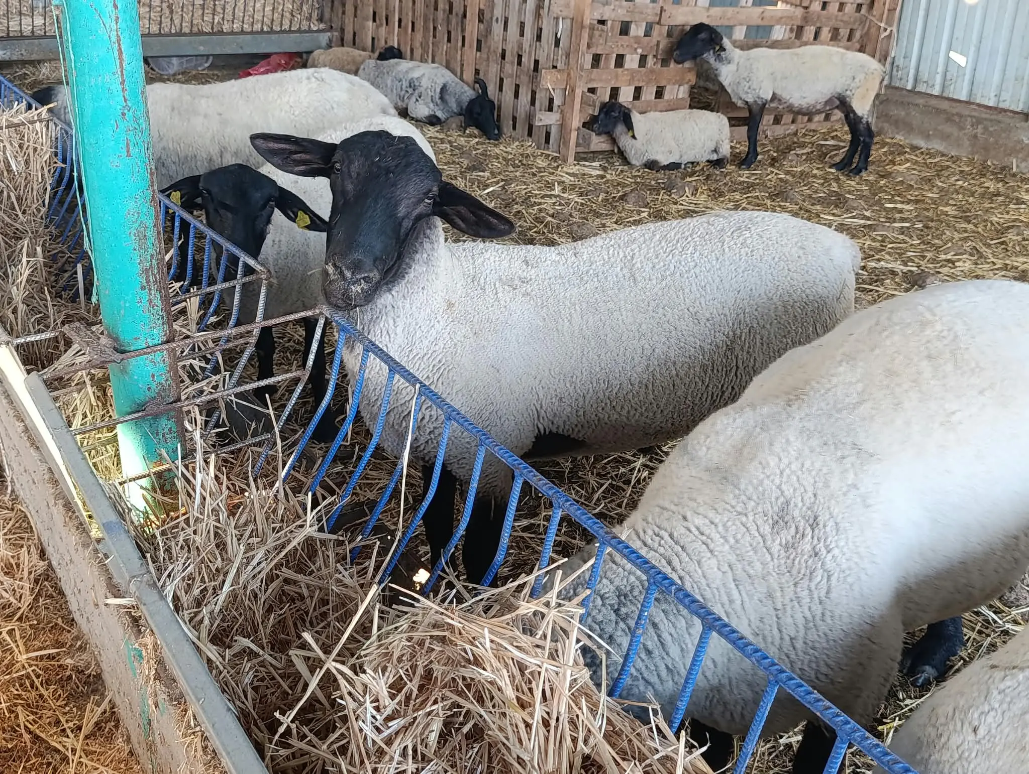 Yemlik yanında beslenen Suffolk koyunları