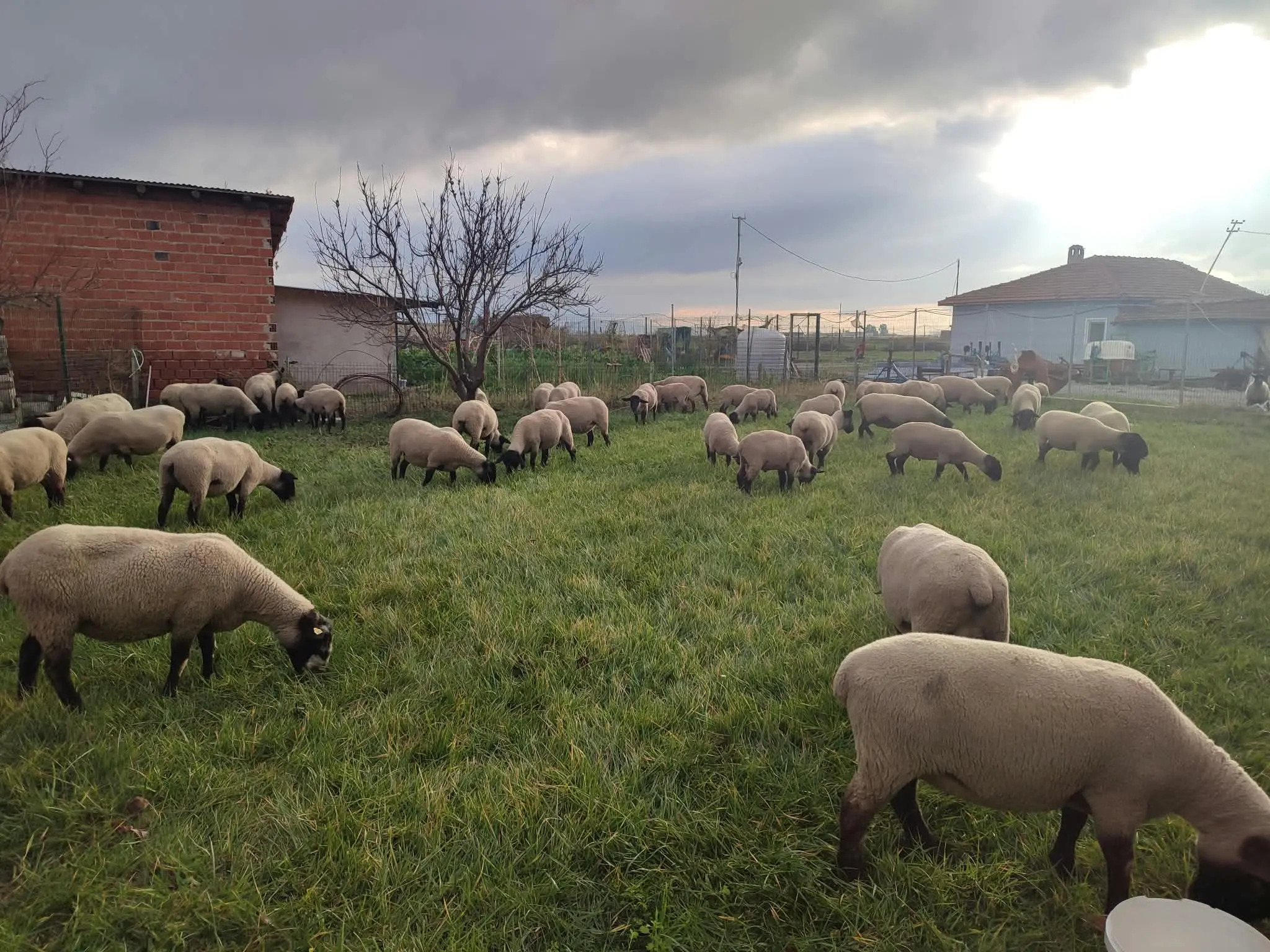 Yeşil merada otlayan Suffolk koyun sürüsü