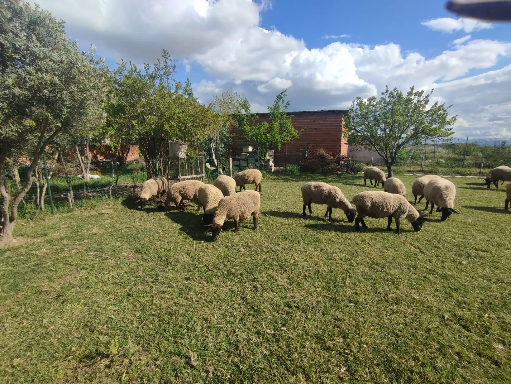 Ağaçlı çiftlik alanında otlayan Suffolk koyunları