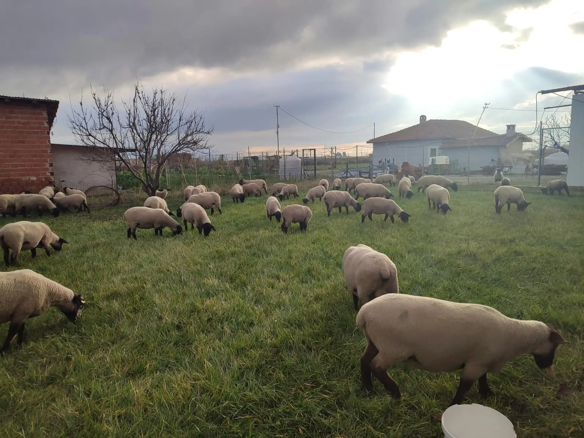 Bulutlu havada açık alanda otlayan Suffolk sürüsü
