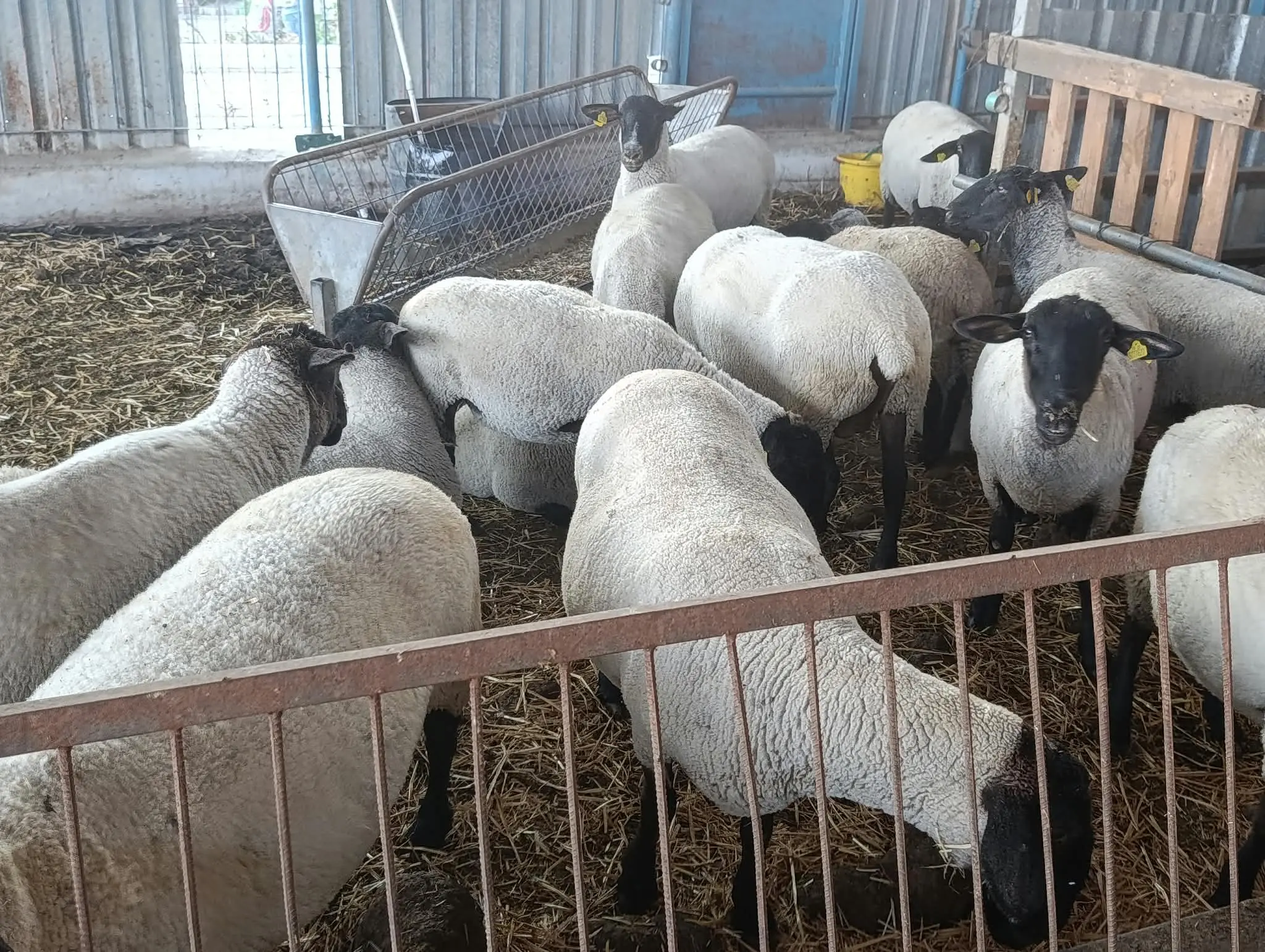 Barınak içinde bir arada duran Suffolk koyunları